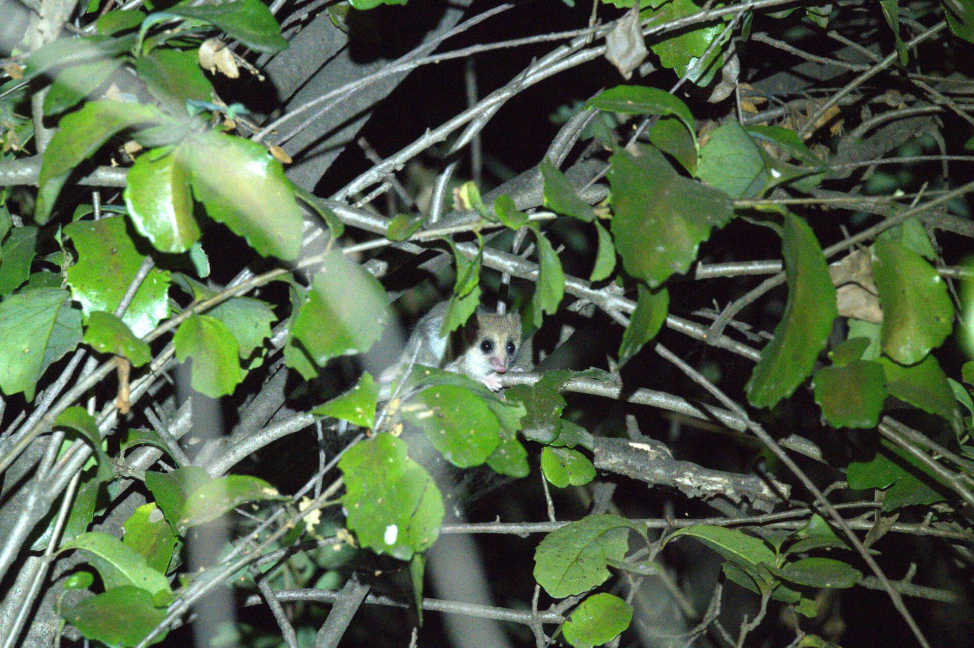 Un pequeño marsupial de Chile: Nuevo registro del monito de Pancho en el Maule extiende su distribución más al norte