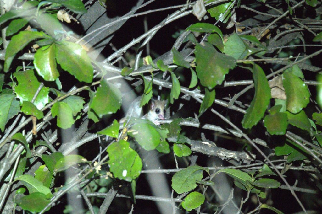 Registro de Monito de Pancho. Créditos: Alondra Landeros.