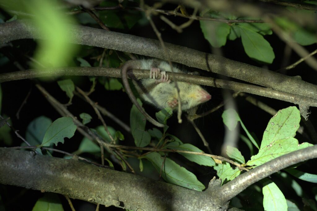 Registro de Monito de Pancho. Créditos: Alondra Landeros.