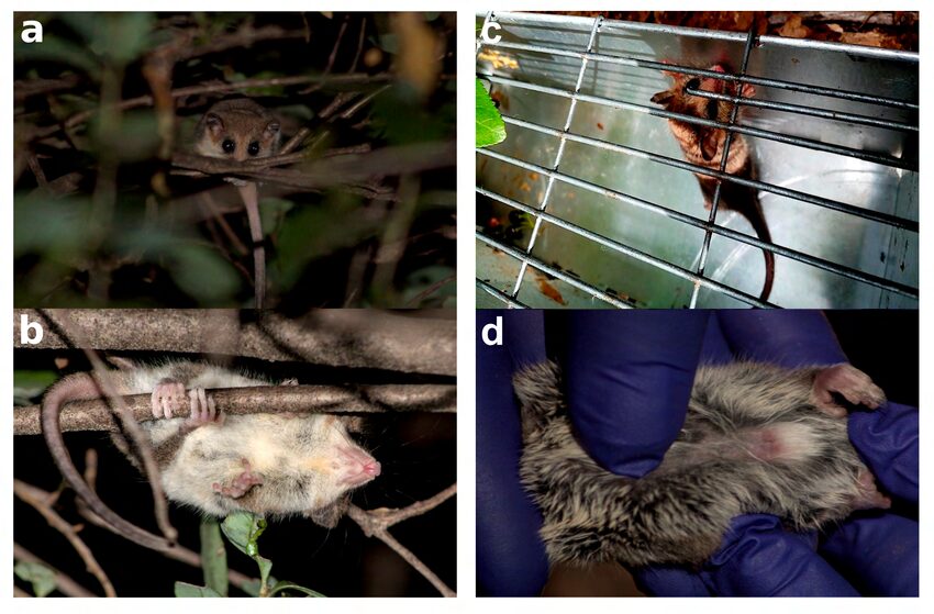 Individuos del “monito de Pancho” registrados en el PNRST. a) y b) fotografías del registro nocturno de Felipe Durán-Garcés. do) y d) individuo capturado. / Individuos de “monito de Pancho” registrados en el PNRST. a) y b) Fotografías del registro nocturno por Felipe Durán Garcés. c) y d) Individuo capturado.