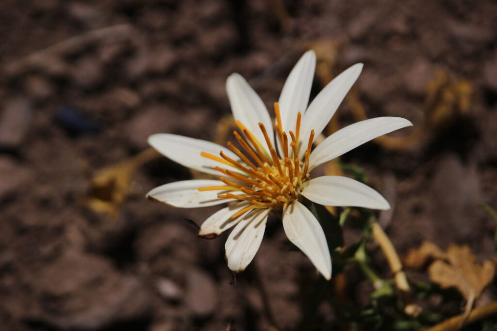 Mutisia acerosa, clavel de campo. © felipe_hurtado