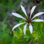 Mutisia Acerosa, clavel del campo. Cortesía: Gerald Andrés Poblete @gp.wildlife.
