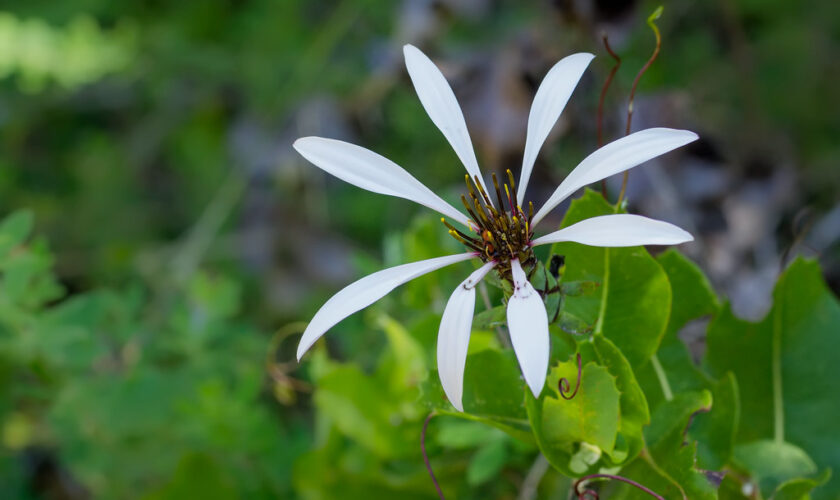 El mundo de los claveles de campo, las flores de verano que solo habitan en el cono sur del mundo