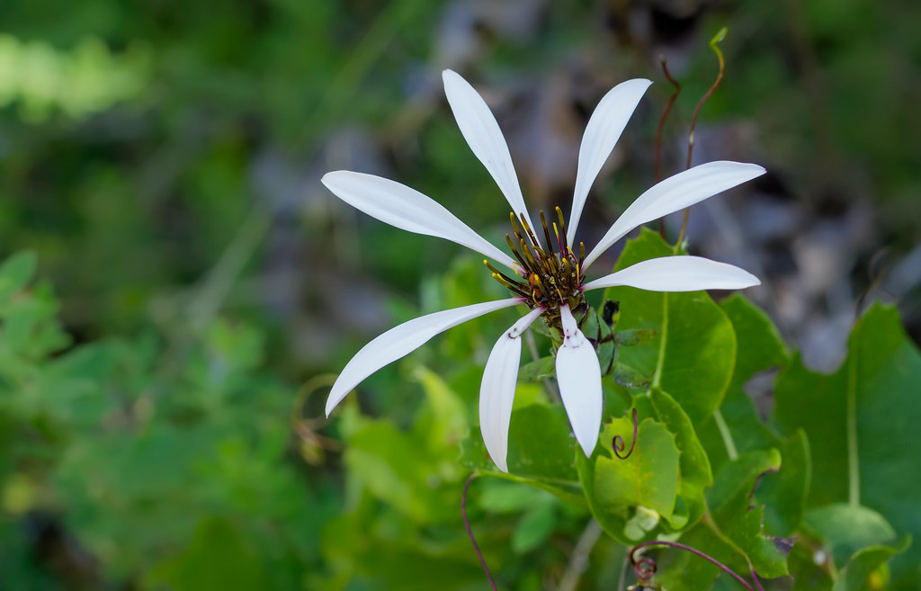 El mundo de los claveles de campo, las flores de verano que solo habitan en el cono sur del mundo