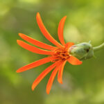 Mutisia decurrens, clavel del campo. Cortesía: Gerald Andrés Poblete @gp.wildlife.