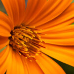 Mutisia decurrens, clavel del campo. Cortesía: Gerald Andrés Poblete @gp.wildlife.