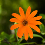 Mutisia decurrens, clavel del campo. Cortesía: Gerald Andrés Poblete @gp.wildlife.