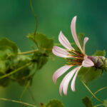 Mutisia ilicifolia, clavel del campo. Cortesía: Gerald Andrés Poblete @gp.wildlife.