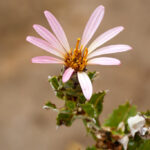 Mutisia latifolia, clavel del campo. Cortesía: Gerald Andrés Poblete @gp.wildlife.