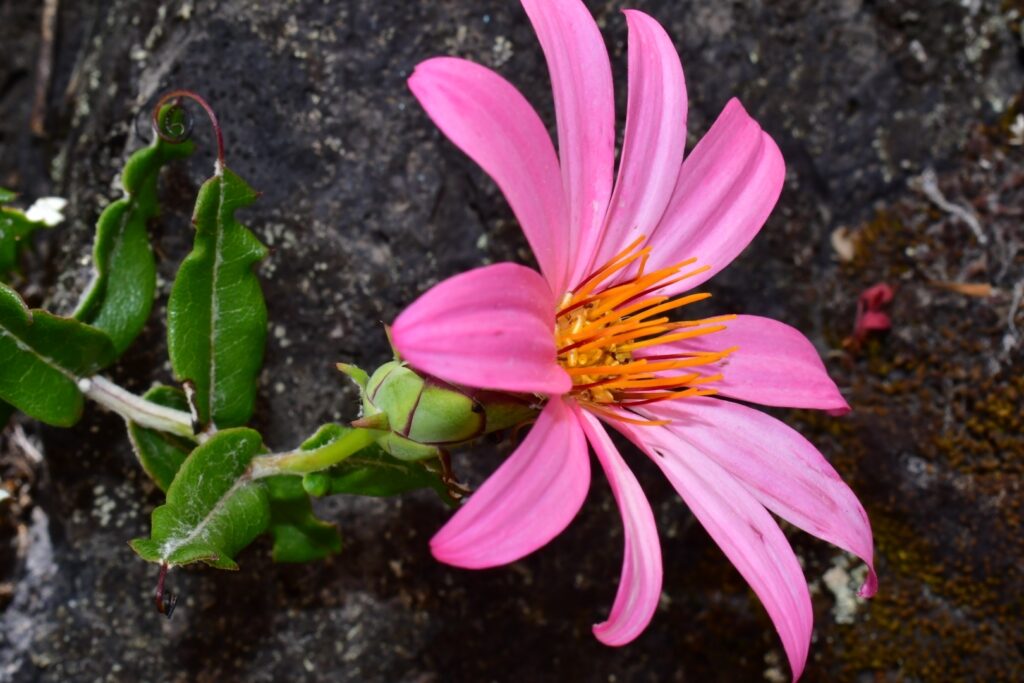 Mutisia oligodon, clavel de campo. © Joey Santore