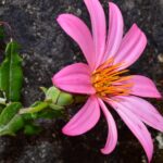 Mutisia oligodon, clavel de campo. © Joey Santore