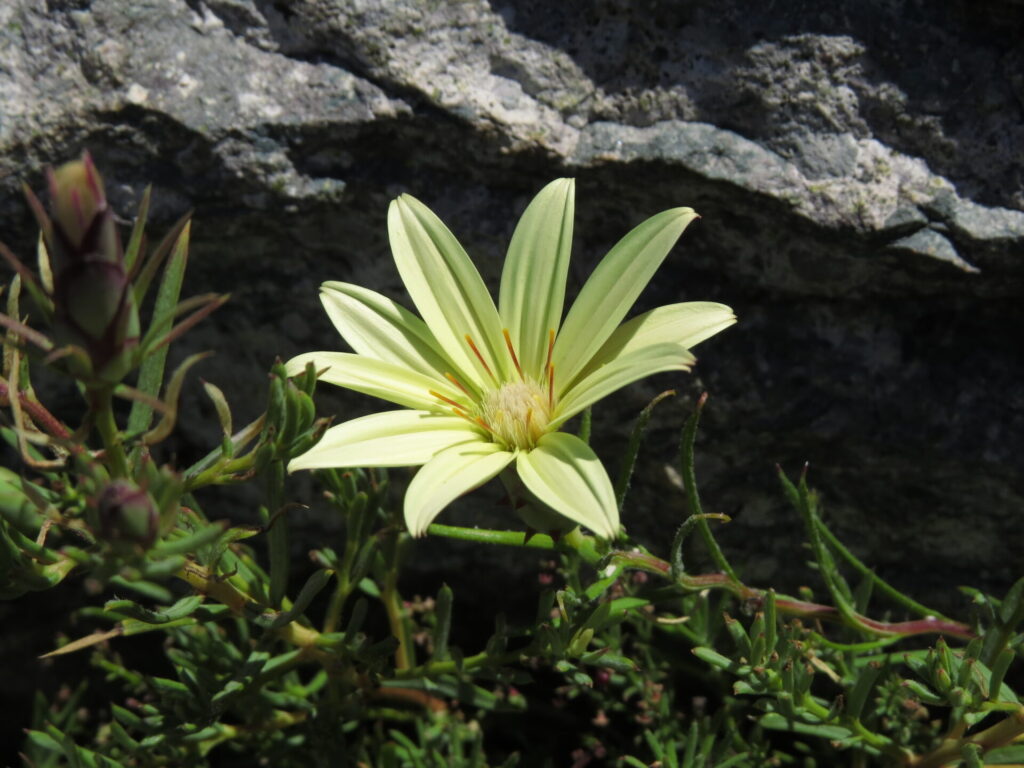 Mutisia rosea, clavel de campo. © Nicolás Lavandero