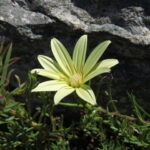Mutisia rosea, clavel de campo. © Nicolás Lavandero