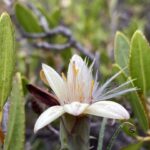Mutisia rosea, clavel de campo. © Ian Rhodes