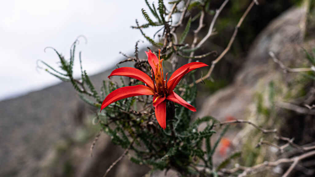 Mutisia Spectabilis, clavel de campo. © parquelagiganta
