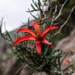 Mutisia Spectabilis, clavel de campo. © parquelagiganta