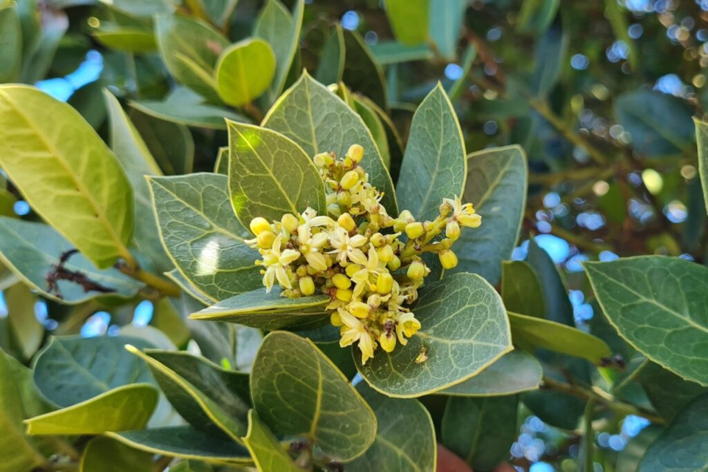 Naranjillo (Citronella mucronata). Créditos: Bernardita Navarrete.