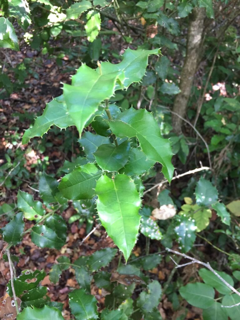 Naranjillo (Citronella mucronata). Créditos: eduardotamayo.
