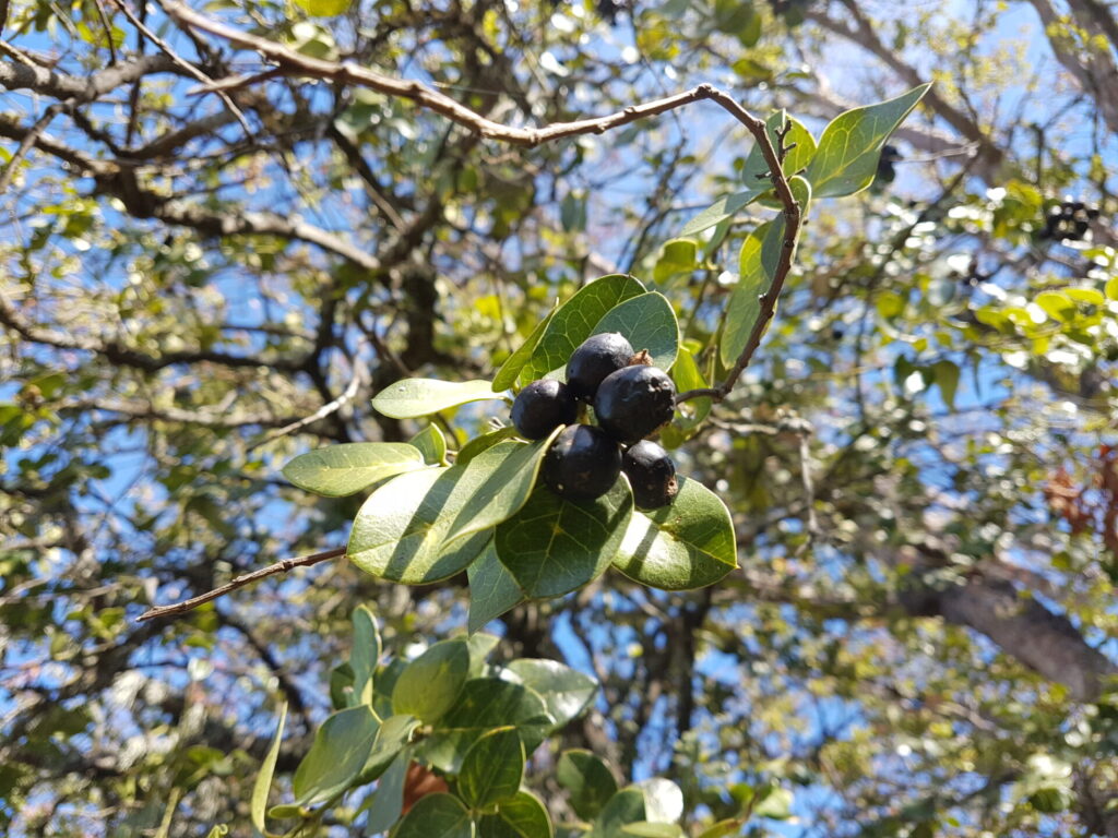 Naranjillo (Citronella mucronata). Créditos: Javier Conejeros Gastó.