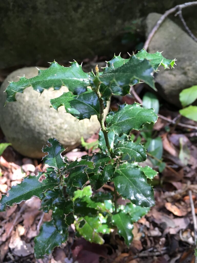 Naranjillo (Citronella mucronata). Créditos: Maca_sperry.