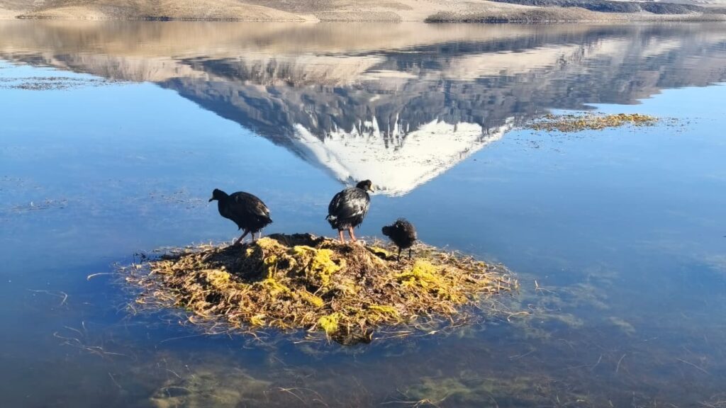 Lago Chungará contaminado con Aceite de Soja. Créditos