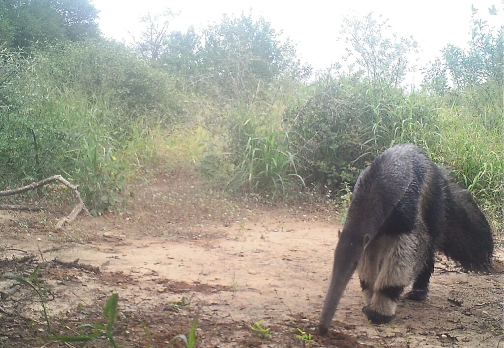 Oso hormiguero olfateando su comida.