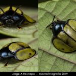 Omaspides bistriata. Créditos: Jorgearrestre4.