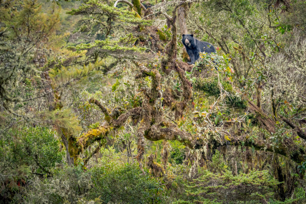 El Oso Andino, obra que reúne extraordinaria colección fotográfica de Sebastián Di Domenico