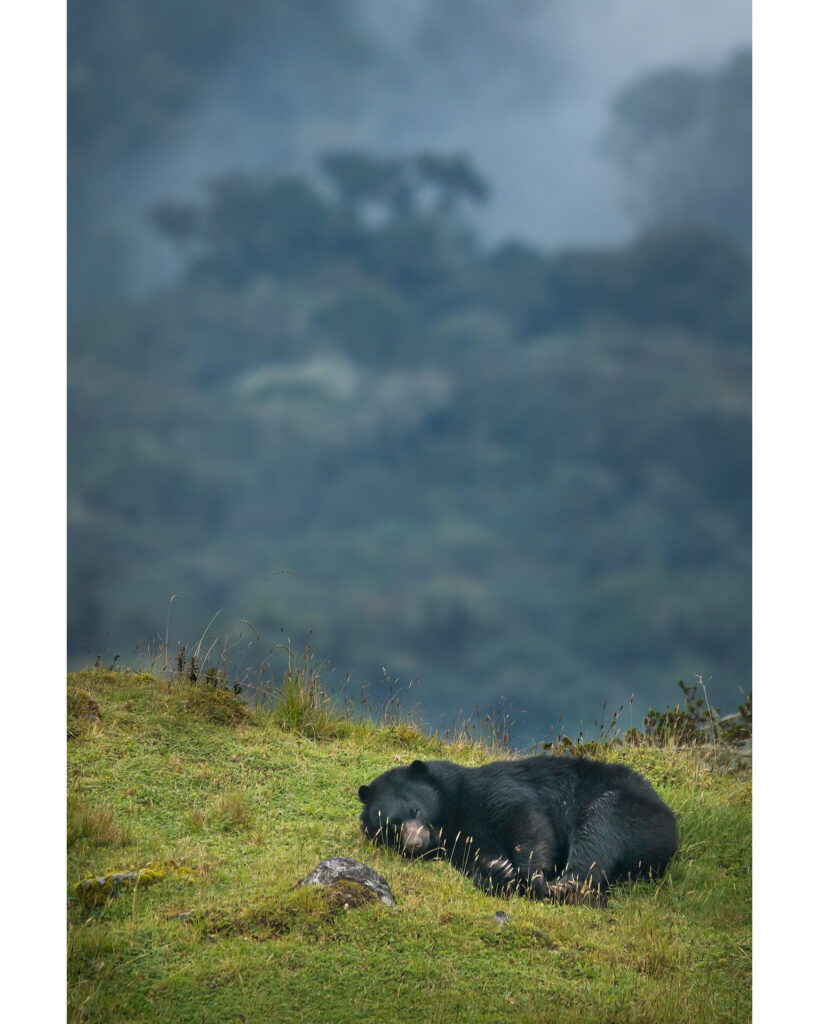 El Oso Andino, obra que reúne extraordinaria colección fotográfica de Sebastián Di Domenico