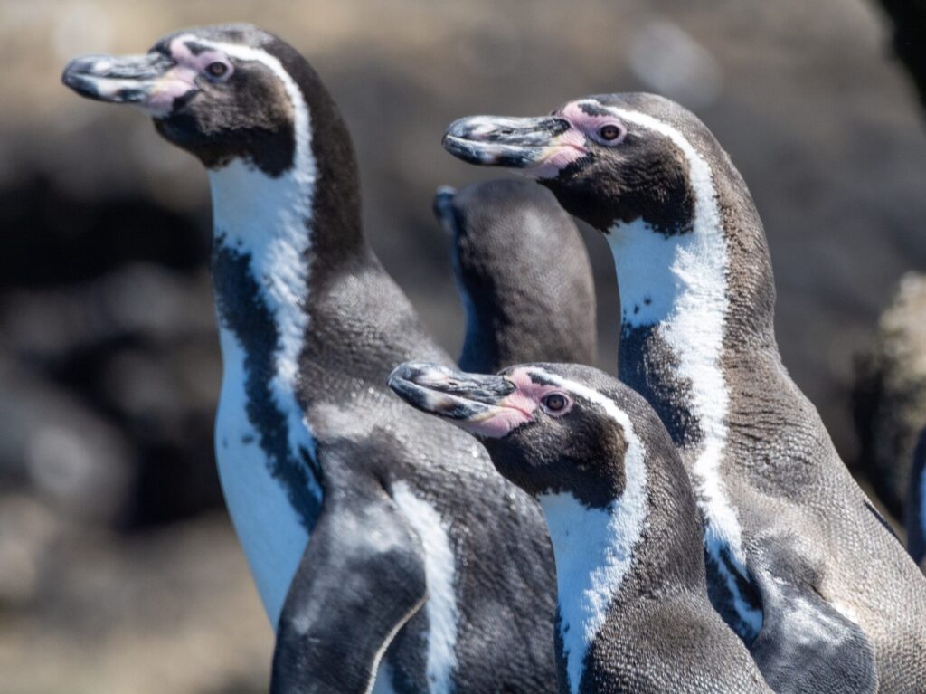 Grupo de Pingüinos de Humboldt.