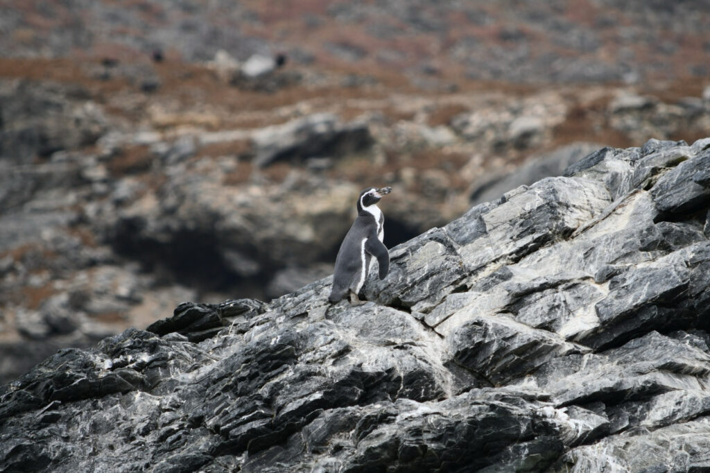 Pingüino de Humboldt en peñascos