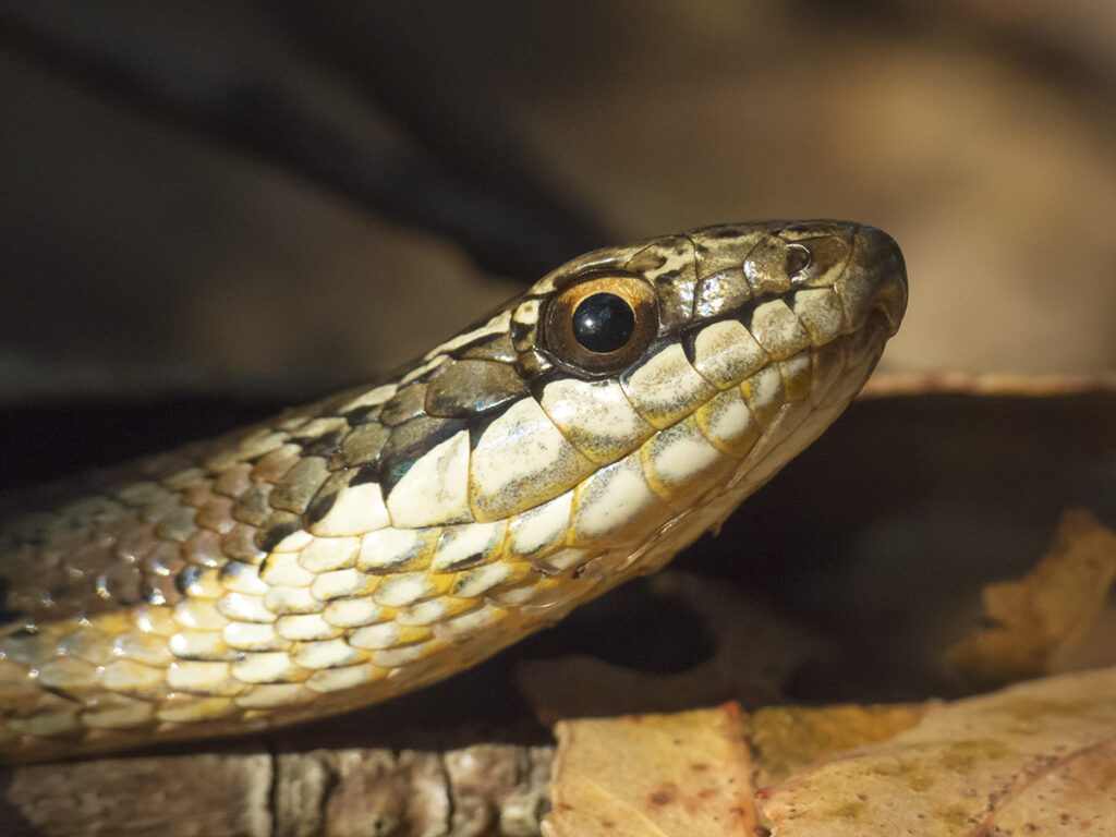 Philodryas chamissonis. Claudio Maureira.