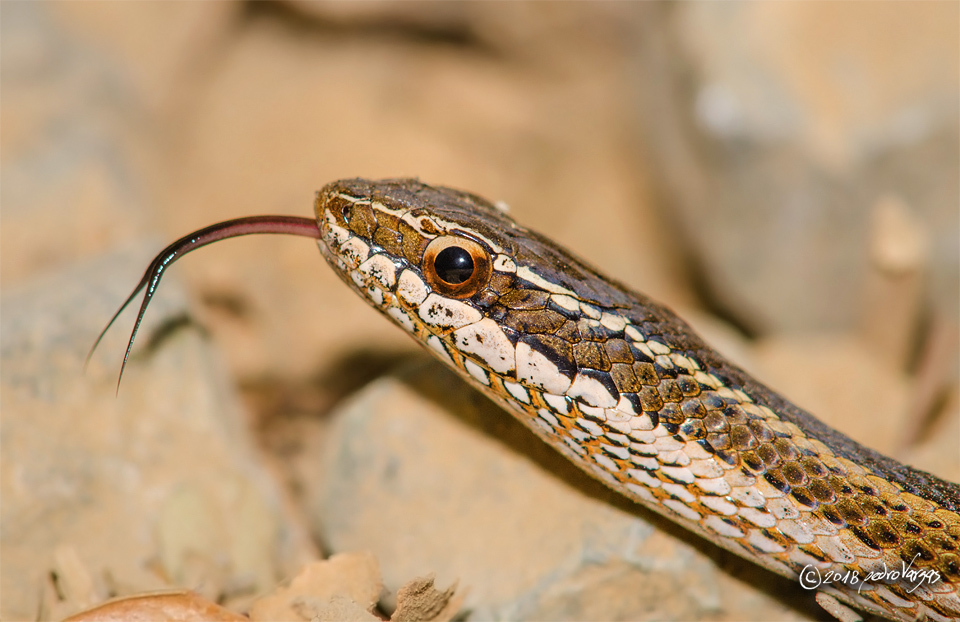 Philodryas chamissonis. Créditos: Pedro Vargas.