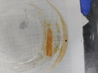 Colonias de Pyrosoma recolectada durante el monitoreo del CEAZA en Chañaral de Aceituno. Cortesía investigadores.