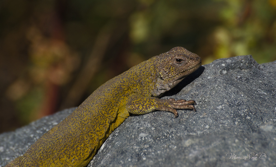 Phymaturus darwini. Créditos: Mónica Soro Barahona.