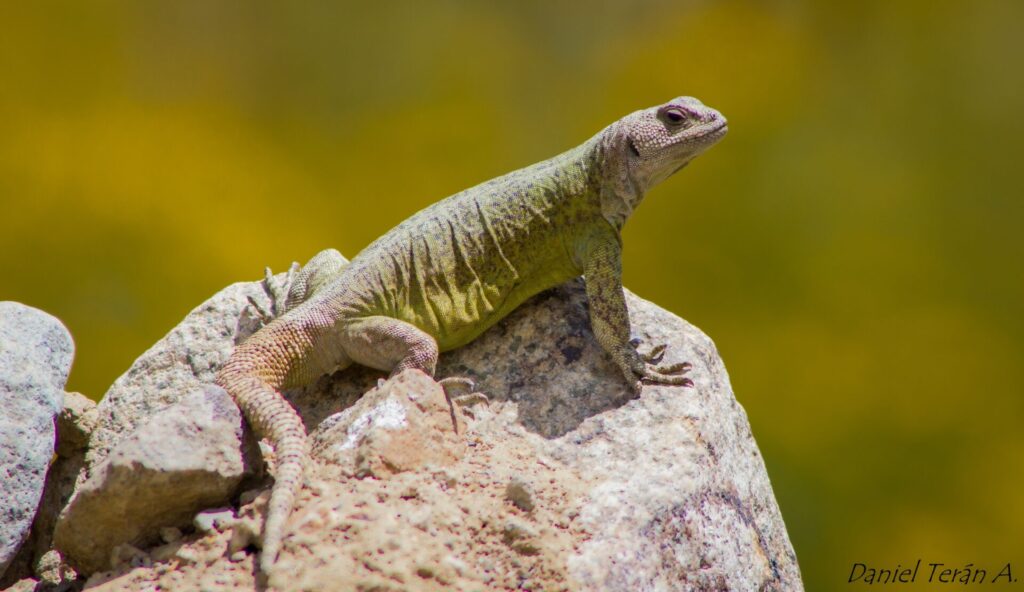 Phymaturus darwini. Créditos: Taller_alas.