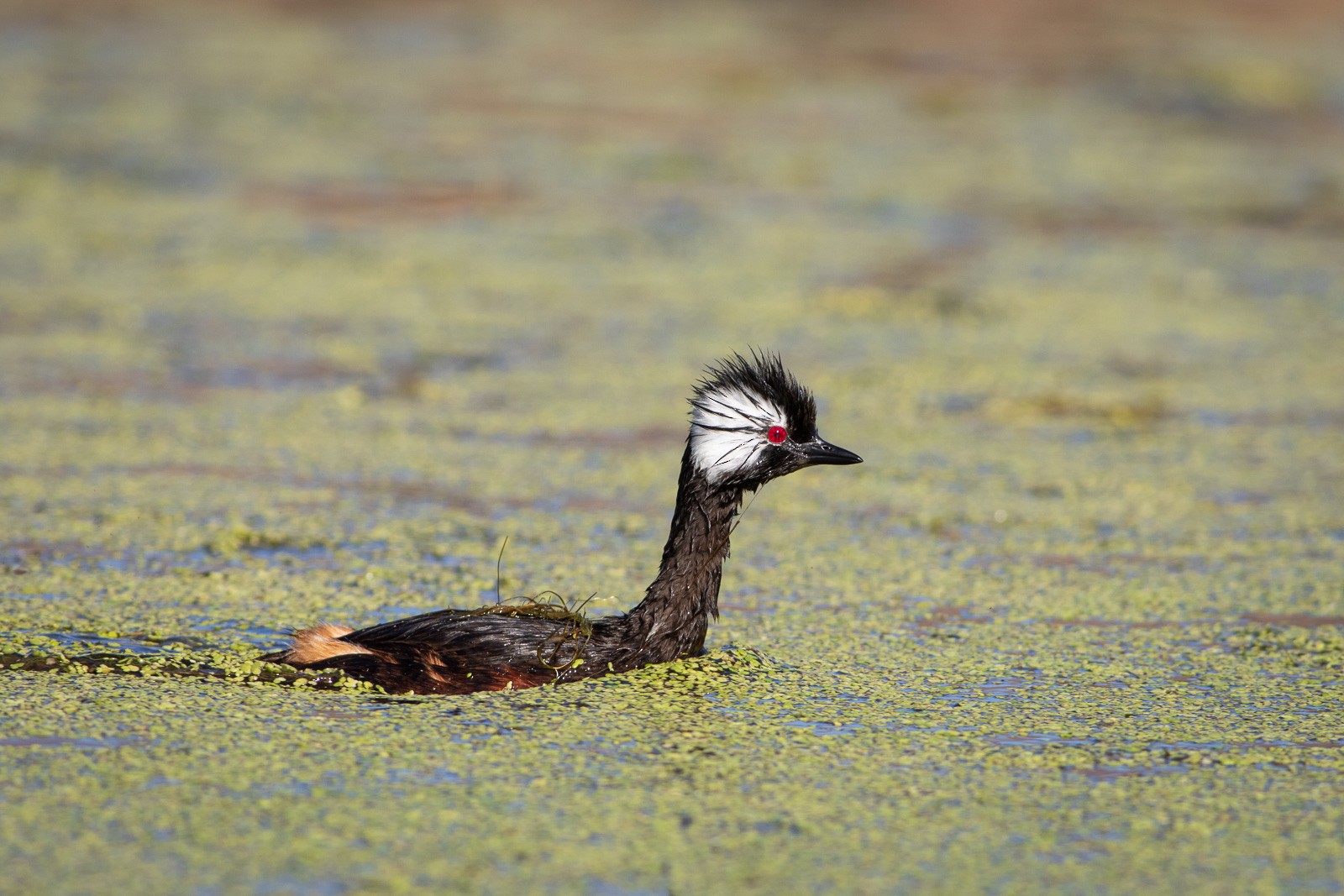Lanzan encuesta para fortalecer la conservación de aves en Chile a través de eBird