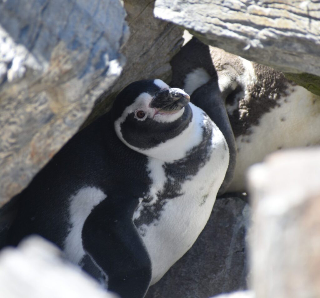 Pinguino de Humbold. (c) Sofía Marambio