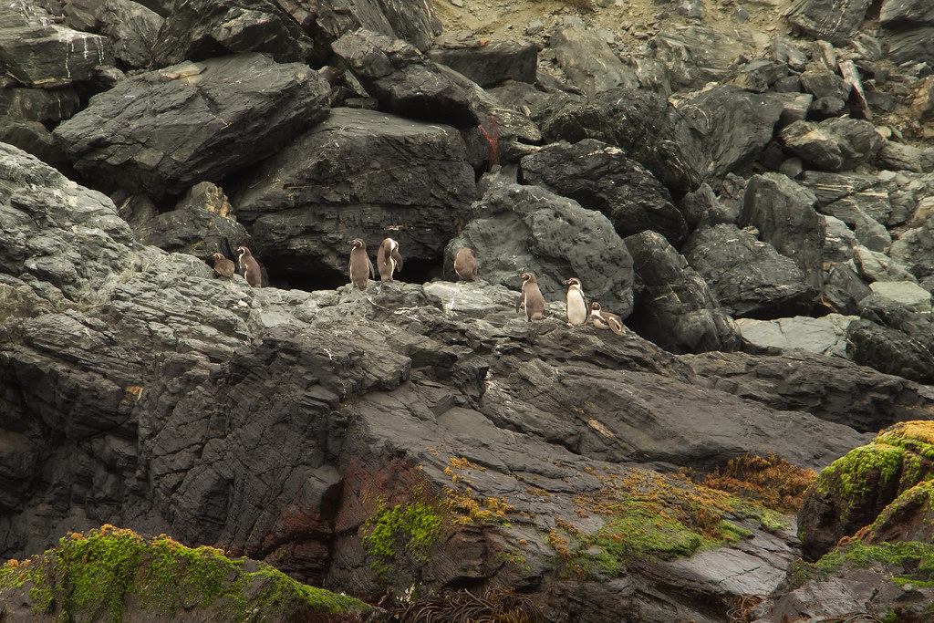 Caleta Chañaral de aceituno.