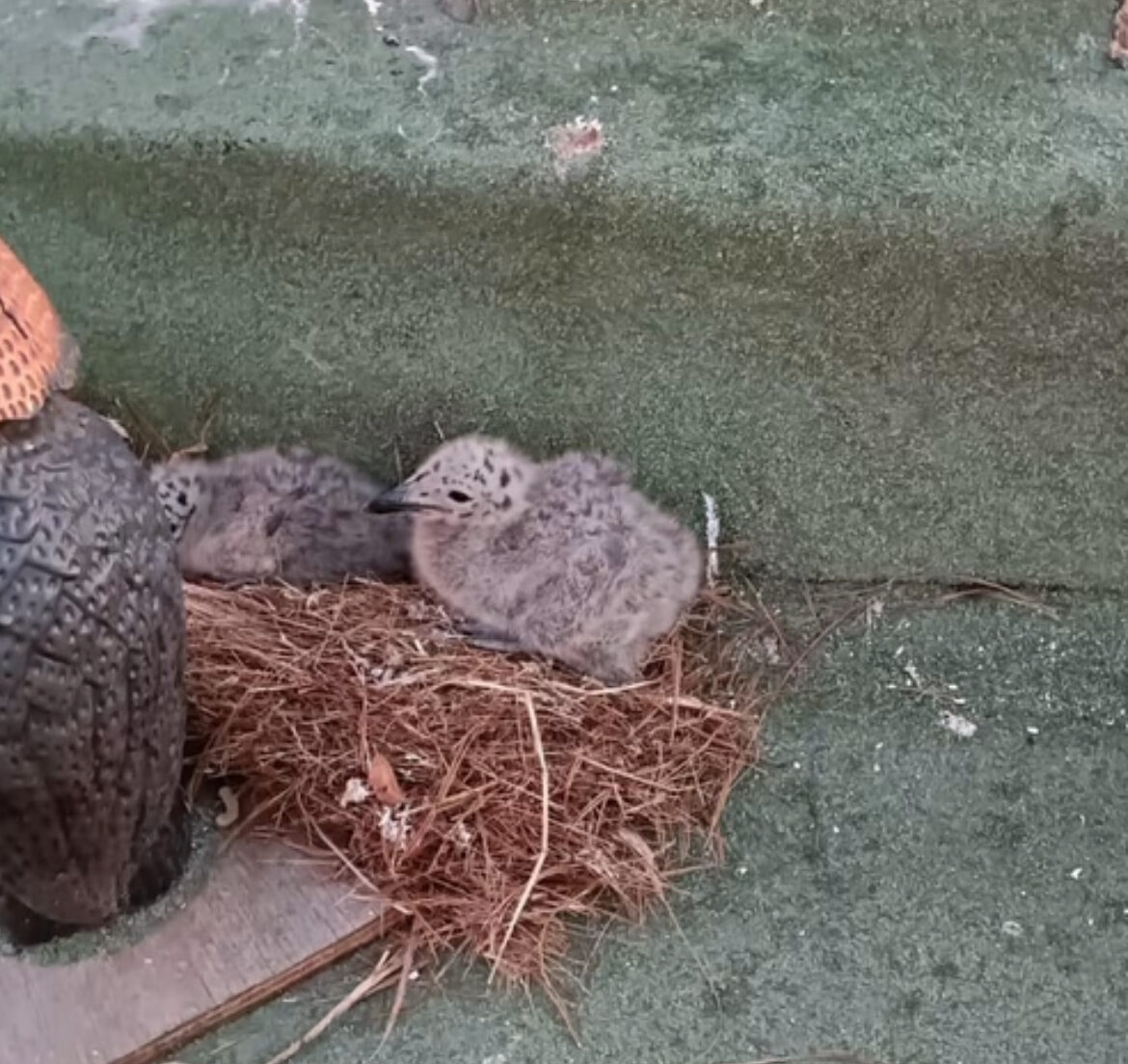 Tras revuelo por caso de gaviotas en Maitencillo: «El maltrato animal no es un problema aislado, es un indicador de un problema social»