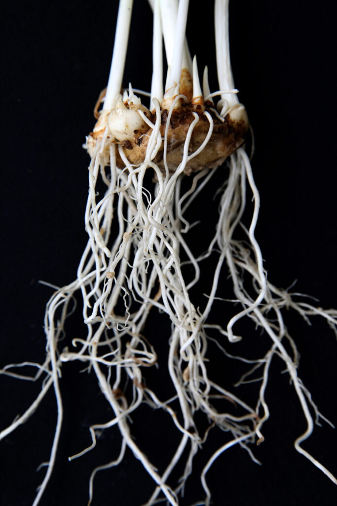 Raíces. Foto incluida en el libro.