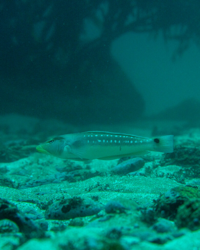 Rollizo en el refugio marino de Cachagua. Crédito Fernando Cornejo.