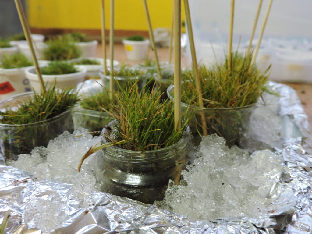 Laboratorio de las Sherplants 