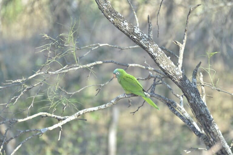 Un loro cabeza azul en la reserva de Mandiyurenda, en el Chaco boliviano. Foto: cortesía Fundación Natura Bolivia