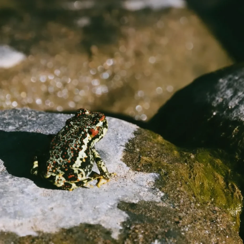 Valle de Chalinga. Créditos: Jorge Sebastián Hernández, fundador de la ONG Petroglifos del Choapa Chile (@petroglifoschoapa_conservacion).