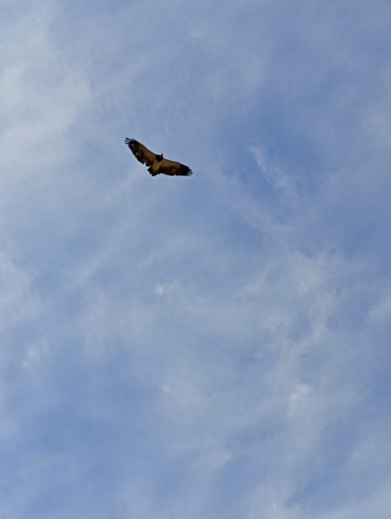 Valle de Chalinga. Créditos: Jorge Sebastián Hernández, fundador de la ONG Petroglifos del Choapa Chile (@petroglifoschoapa_conservacion).