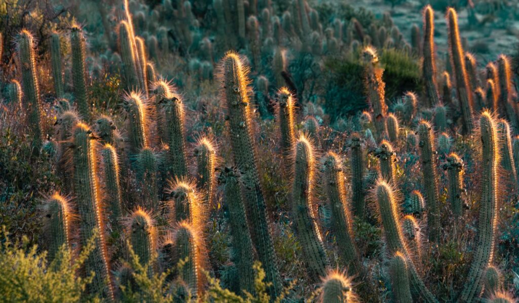 Valle de Chalinga. Créditos: Jorge Sebastián Hernández, fundador de la ONG Petroglifos del Choapa Chile (@petroglifoschoapa_conservacion).
