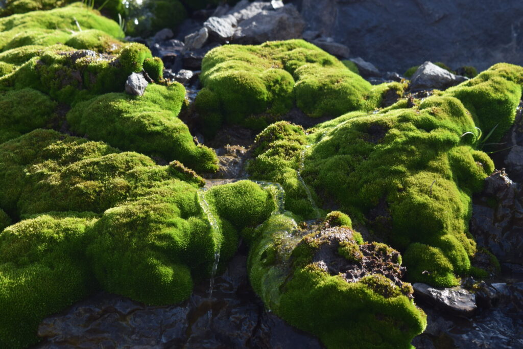 Vegetación y caudales de San Pedro de Nolasco.