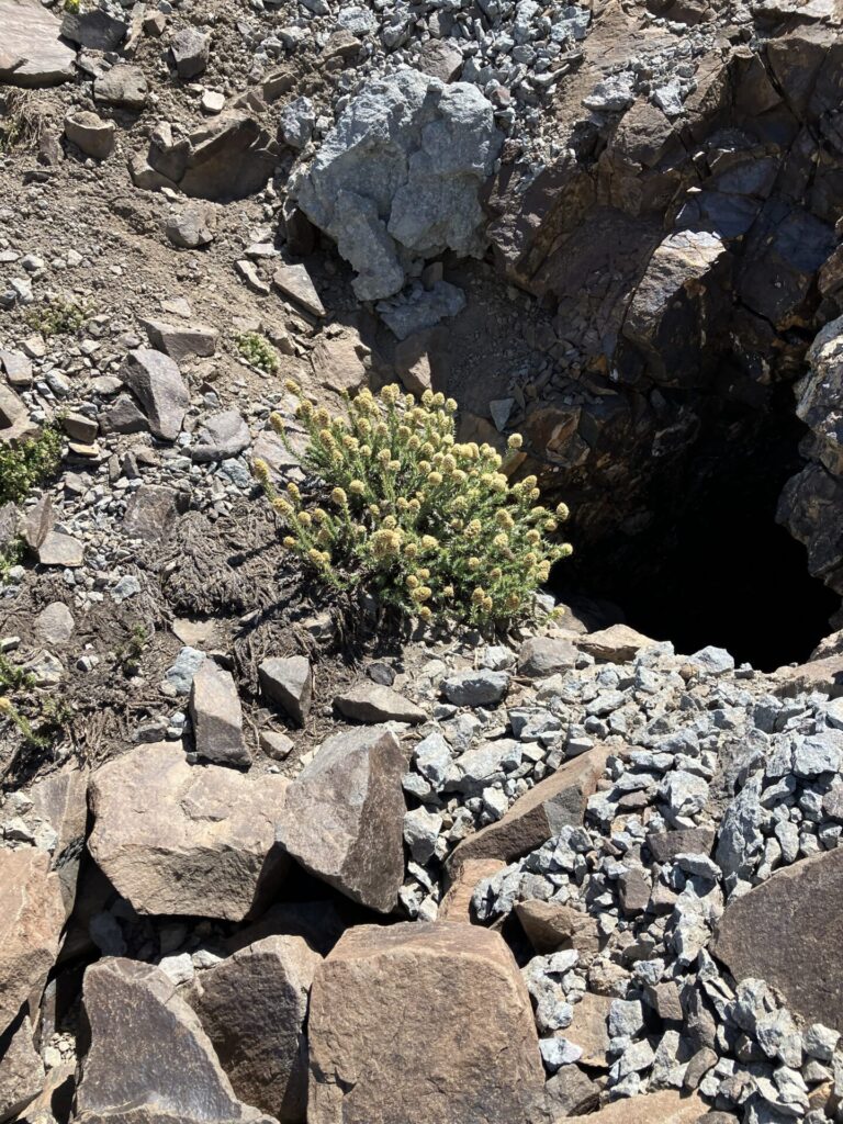 Vegetación en el Valle de San Pedro de Nolasco.
