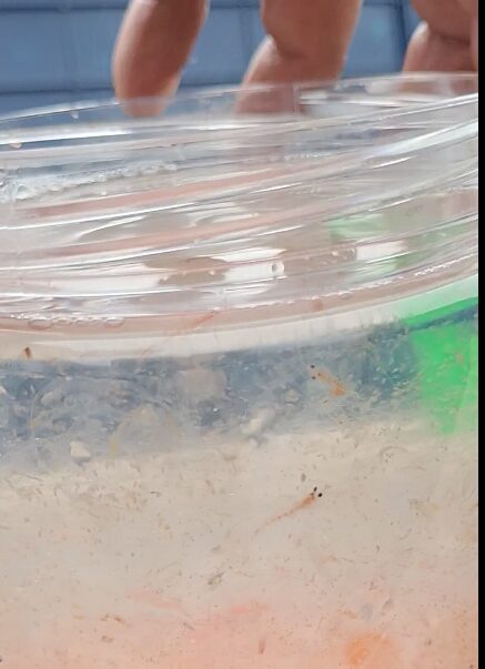 Foto a partir de un video compartido por los investigadores, grabado al momento del hallazgo.